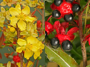 Ochna flowers and fruit