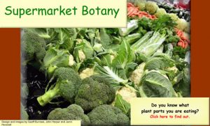 Supermarket Botany website sceencapture